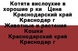 Котята вислоухие в хорошие рyки › Цена ­ 1 200 - Краснодарский край, Краснодар г. Животные и растения » Кошки   . Краснодарский край,Краснодар г.